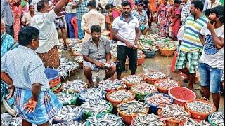 தஞ்சாவூரின் மிகப்பெரிய மீன் மார்க்கெட் | Thanjavur Fish Wholesale Market  #trending #fishmarket