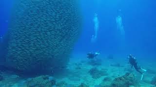 amazing beautiful sea world