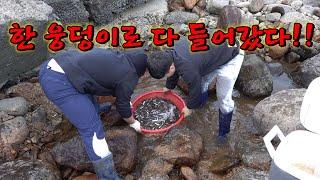 한겨울 가뭄으로 드러난 웅덩이 물보다 고기가 많다 !  / Rescuing freshwater fish in puddles!!