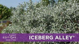 First Editions® Iceberg Alley® Sageleaf Willow