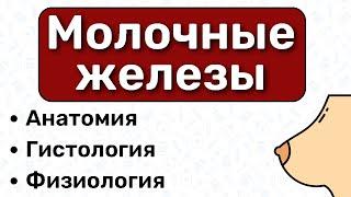 Молочные железы: анатомия, гистология, физиология, строение груди