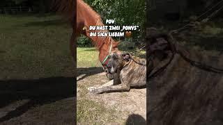 Die Pony Stute liebt meinen Hund die deutsche Dogge Caspi