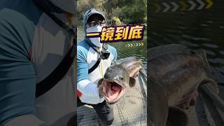 搞定一尾80+的魚虎需要多長時間？ #路亞 #fishing #tomanfishing #giantsnakehead #speedrun