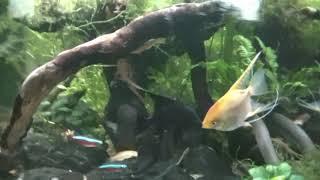 Pterophyllum scalare - Angelfish Fighting - Black vs Gold