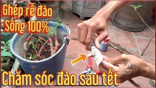 Cách chăm sóc đào sau tết - cách ghép rễ đào sống 100%