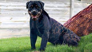 These Are The 10 Most Amazing Exotic Dog Breeds