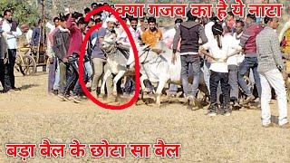 Bullock Jodi Race  Pat Starting Point Video pat।pat pratiyogita  khursipar