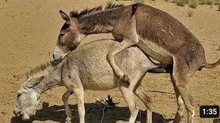 Male donkey with female donkey meeting time in jungle,#viral #youtubeshorts  #donkey #donkeylife
