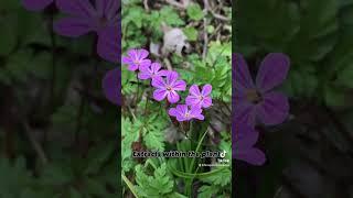 Herb Robert. Victorious in the battle against bacteria. #forage #foragedfood #forager #herbal