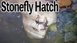 Stonefly Hatch
