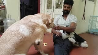 என் செல்ல தம்பி லக்கி |Pet Training| karthick shiva