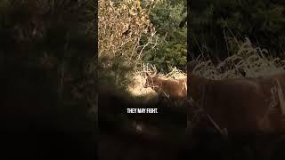 Whitetail Buck Being a Bully #whitetail #hunting