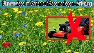 Natürliche Blumenwiese im Garten auf Rasen anlegen & nur noch 2-mal im Jahr Rasenmähen !