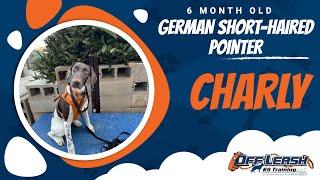 Charly’s 2-Week Board and Train Journey  | German Shorthaired Pointer Dog Training