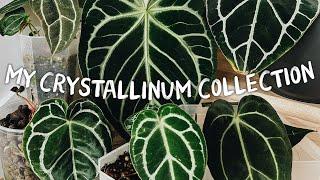 all of the anthurium crystallinums in my collection!