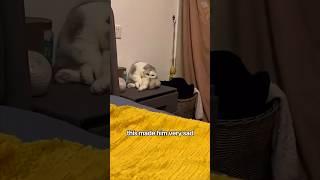 Funny story #shorts #shortvideo #animals #ferret #cat #funny