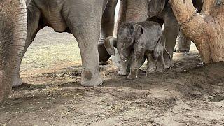 Linth24 besucht das Elfentenbaby im Kinderzoo Rapperswil. Franco Knie jun. gibt Auskunft.