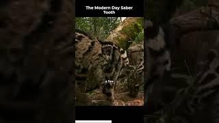 The Modern Day Saber Tooth