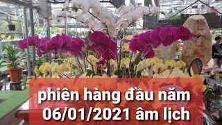 phi điệp lá kẻ phát tài, mặt hoa đột biến - phiên hàng đầu năm - 0867487638 - Hoa lan Đất Việt