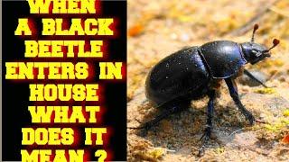 WHEN A BLACK BEETLE INSECT ENTERS IN YOUR HOUSE WHAT DOES IT MEAN ?