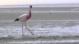 Andean Flamingo (Phoenicopterus andinus)