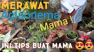 MERAWAT AGLAONEMA DI RUMAH MAMA