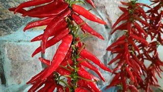 How to String Hot Peppers for Drying~the Old Fashioned Way!