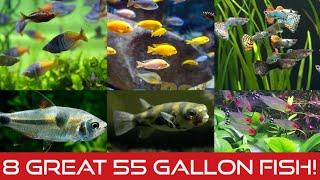 8 Great Fish Ideas for a 55 Gallon Aquarium!