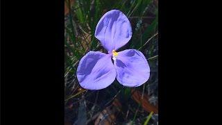 Bush Iris ABFE