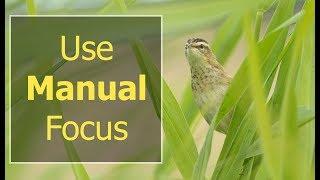 How to use MANUAL FOCUS in Wildlife Photography - 5 Times you Should Switch to Manual