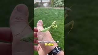 Fascinating Predators: The Praying Mantis Unveiled #shorts #shortvideo #animals #animalfacts