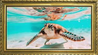 4K Under The Sea Beach Screensaver | Free Framed TV Art | Beach Ambience | Sea Turtle
