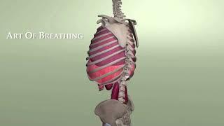 Rib Animation During Breathing