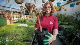 Late spring gardening