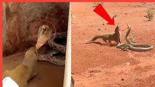 Inside The House Mongoose Vs Snake Fight