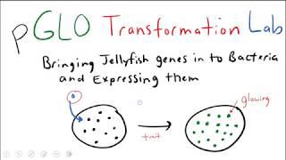 pGLO Bacterial Transformation Lab