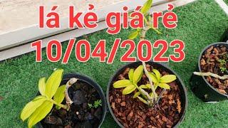 phi điệp lá kẻ phát tài giá ưu đãi - 0867487638 - Hoa Lan Đất việt