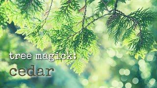 Ancient and Modern Tree Magick with Cedars and Junipers | Tree Medicine