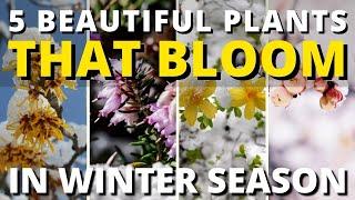 5 Beautiful Plants that Bloom in Winter ️ Garden Trends 