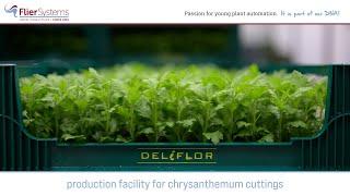 Growing chrysanthemum cuttings | Deliflor Hoogveld