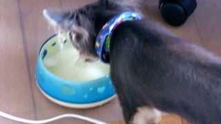 Chihuahua puppy plays with ice cubes