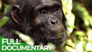 The Secret Culture of the Apes | Free Documentary Nature