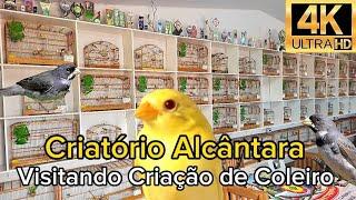 CRIATÓRIO ALCÂNTARA | Um dos MELHORES Criadores de COLEIRO do BRASIL