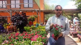 Civano Nursery - Pentas
