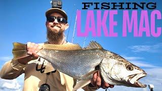 Lure Fishing  - Lake Macquarie NSW