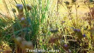 #Haritha Kanda#Travel With Lokaya#Travel With Chathura#