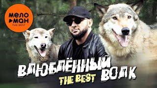 ВЛЮБЛЕННЫЙ ВОЛК. THE BEST (Видеоклипы кавказа. Осень 2024)