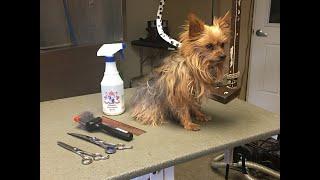 Yorkie full groom LIVE