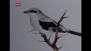 Ausstellung sterbende Vögel in Zürich 1974