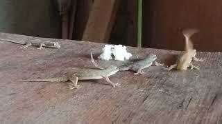 hungry lizards come down again when they see me eating and asking me a rice